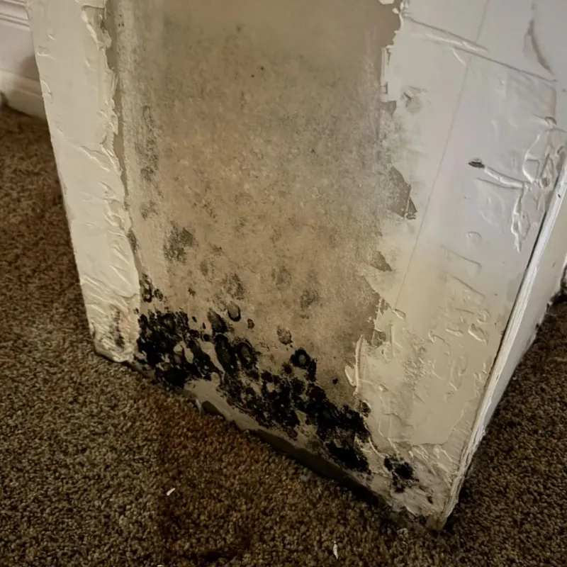 Professional Mold Removal in Bee County, TX
